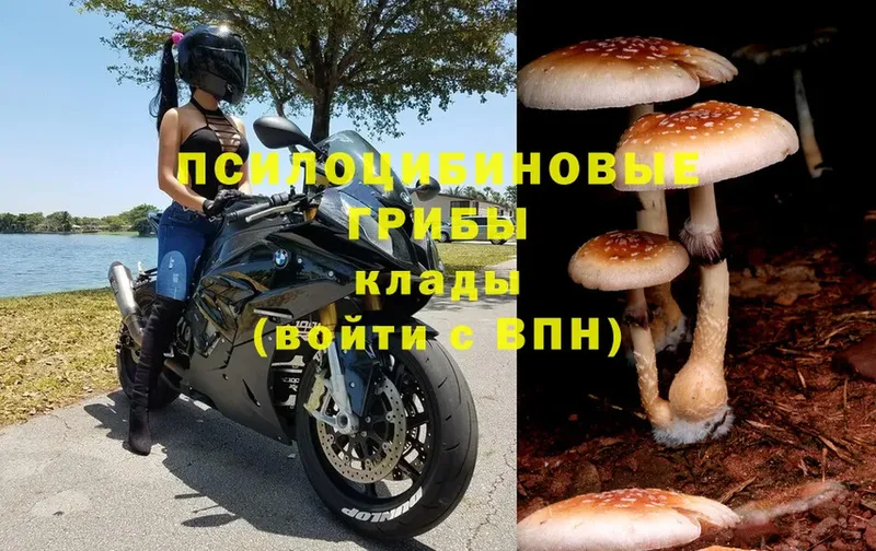 Галлюциногенные грибы мицелий  Камызяк 